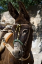 A patient mule awaits his owner in Gialos