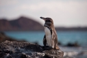 Galapagos Penguin on Bartolome Island
