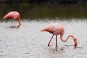 Greater Flamingo in the brackish pond on Las Bachas