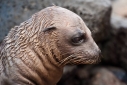Close up of young Sea lion pup on the rocks on North Seymour