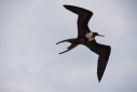 Female Frigate Minor bird in flight