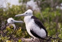 Pair of young frigate birds on their nest