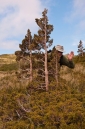 Michael hidding behind a minature cypree tree at Paramo
