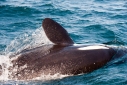 Orca killer whales off Islas Horadada