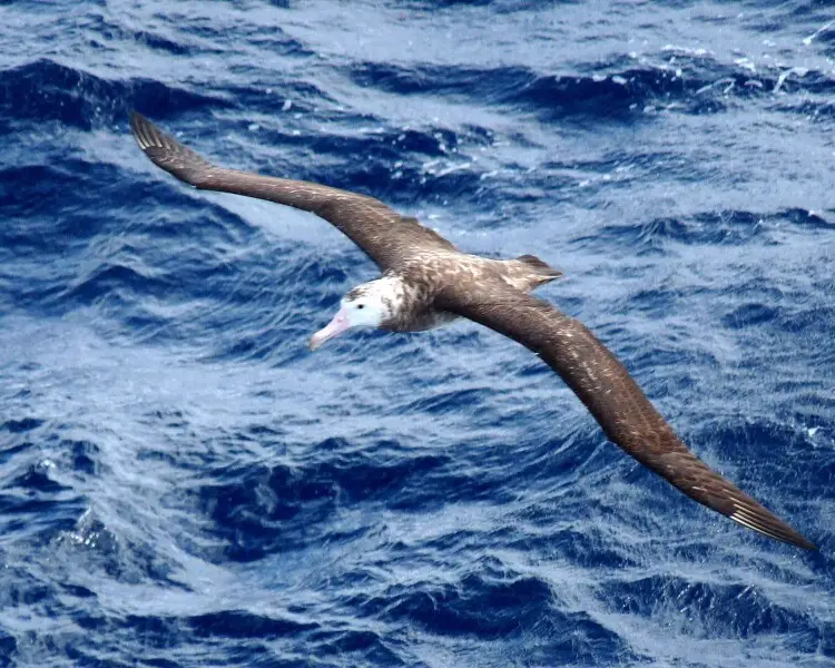 the Tristan Albatross, 