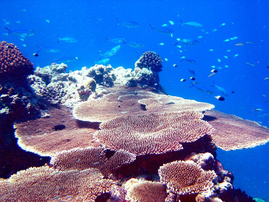 Manta Experience adds Underwater Magic to Maldives
