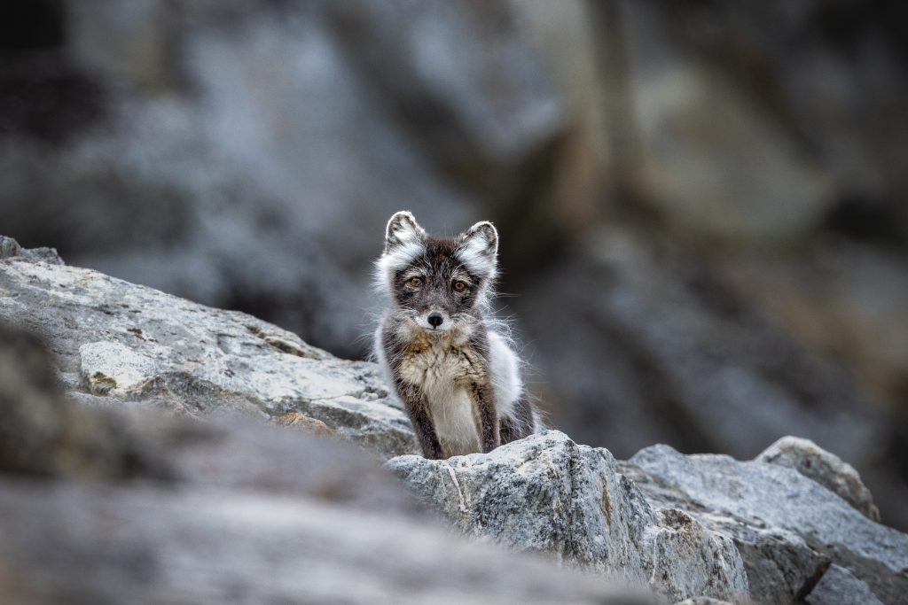 Micro Cruises in Arctic