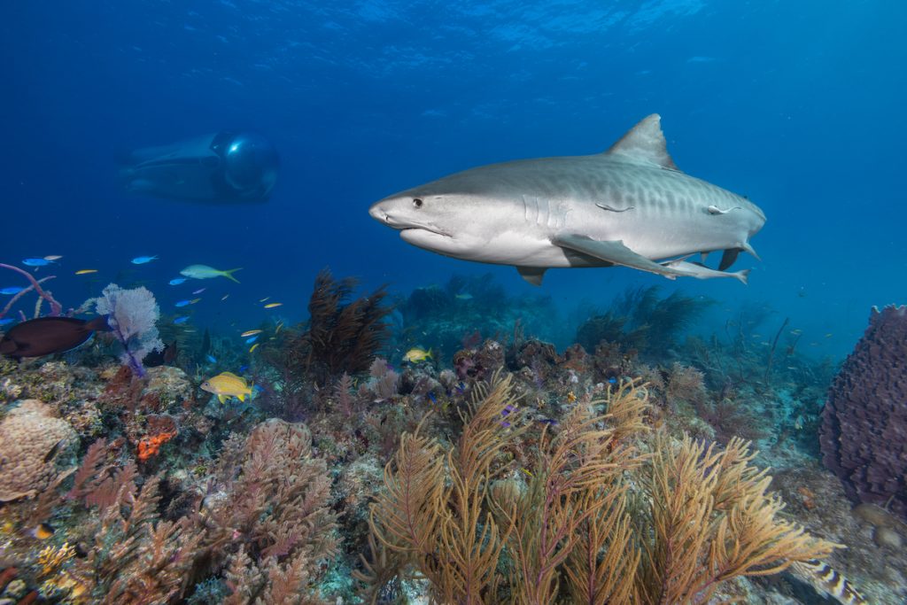 Super Sub Makes Waves in Underwater Luxury