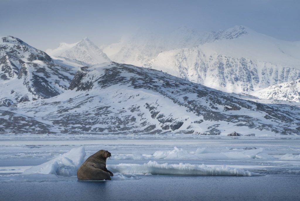 Secret Atlas Unveils 2027 Arctic Micro Cruise Season