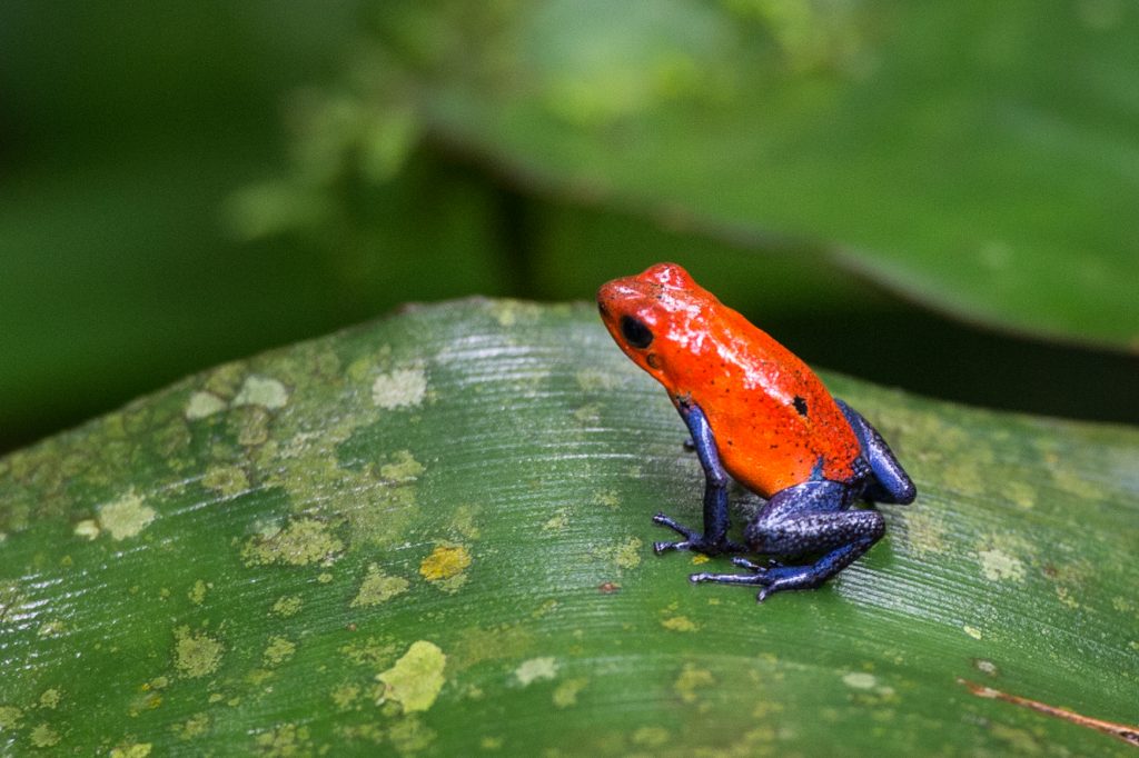 Costa Rica Experience Begins at Marina Papagayo