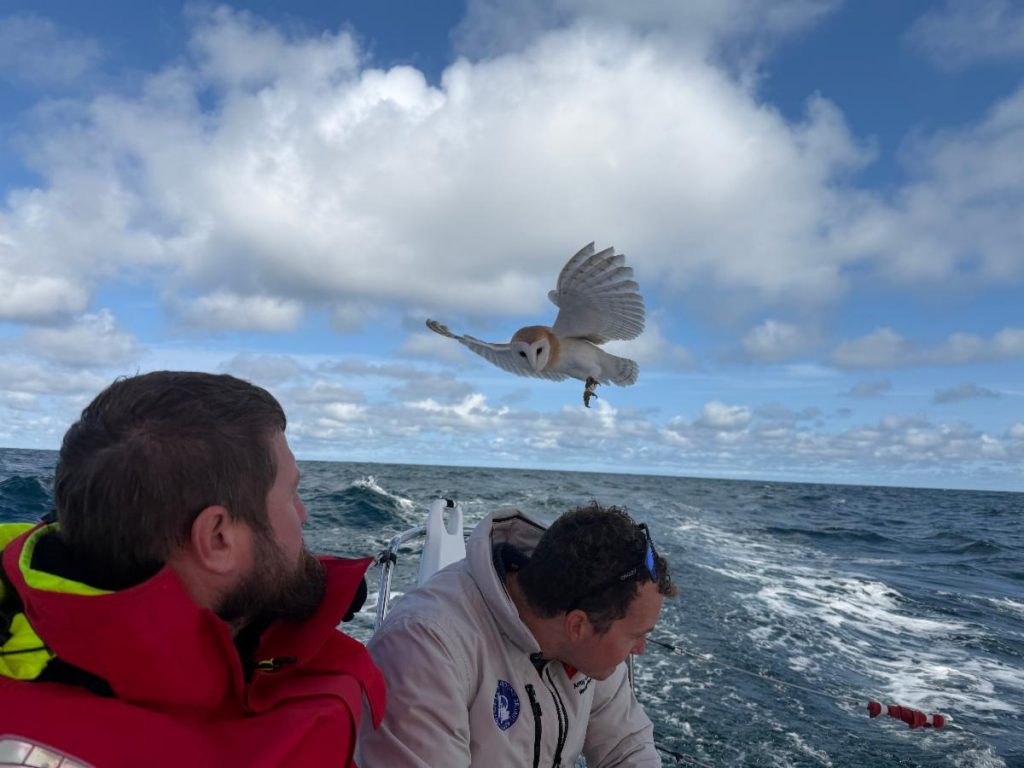 Barn Owl Becomes Unlikely Offshore Crew Member